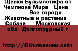 Щенки Бульмастифа от Чемпиона Мира › Цена ­ 1 000 - Все города Животные и растения » Собаки   . Московская обл.,Долгопрудный г.